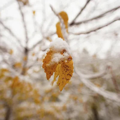 Первый снег: публикуем фоторепортаж с улиц Тулы и видео с камер онлайн -  Новости Тулы и области - 1tulatv