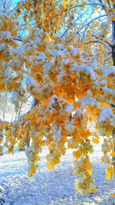Осень зима - фото и картинки: 62 штук