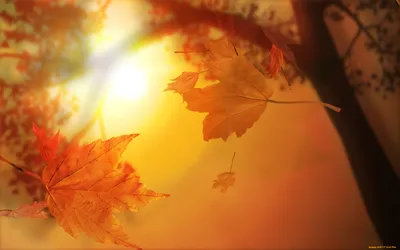 Обои Осенние листья Природа Листья, обои для рабочего стола, фотографии  осенние, листья, природа, клен, желтое, осень Обои для рабочего стола,  скачать обои картинки заставки на рабочий стол.