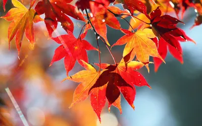 Обои на рабочий стол Осенние разноцветные листья, обои для рабочего стола,  скачать обои, обои бесплатно