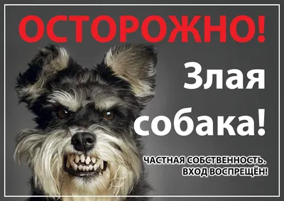 Табличка Осторожно! Злая Собака, А Кот Вообще Дебил! — Декор — Рок-магазин  атрибутики Castle Rock