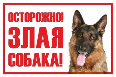 Табличка \"Осторожно злая собака\", 30 см, 20 см - купить в интернет-магазине  OZON по выгодной цене (177987663)