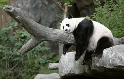 Is panda diplomacy over? | Hub