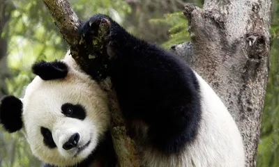 Washington's National Zoo says bye bye to beloved giant pandas | Reuters