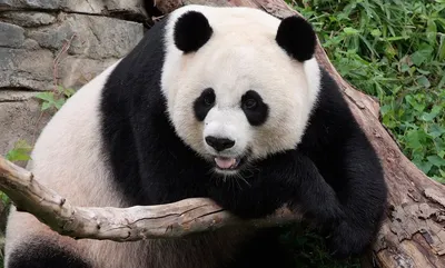 POP UP PARADE Panda