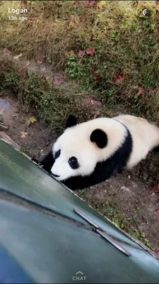 Why Are China's Pandas Leaving the D.C. Zoo?