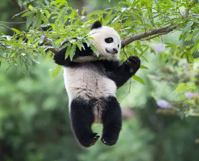 How to Hold a Baby Panda in China | HuffPost Contributor