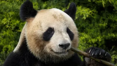 50 Panda Facts to Celebrate 50 Years of Giant Pandas at the Smithsonian's  National Zoo | Smithsonian's National Zoo and Conservation Biology Institute