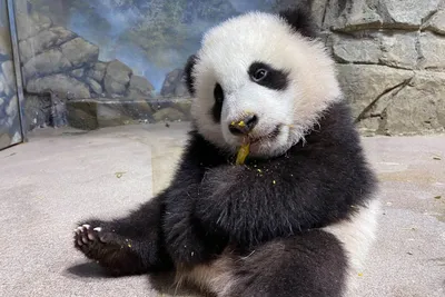 All About Panda Bears - And Pandas That Aren't Bears! – eat2explore