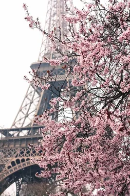 Эйфелева башня весной (46 фото) - 46 фото