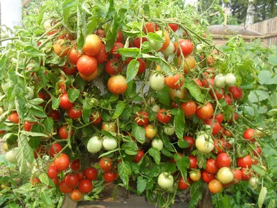 Как пасынковать помидоры, огурцы, перец и баклажаны - Лайфхакер