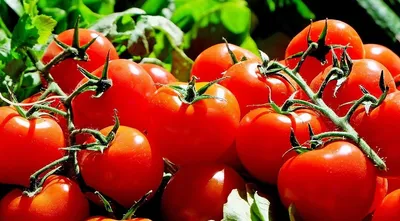 Пасынкование помидоров. Как пасынковать томаты в теплице с фото