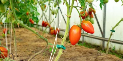 Низкорослые томаты – самые урожайные сорта и гибриды | На грядке (Огород.ru)