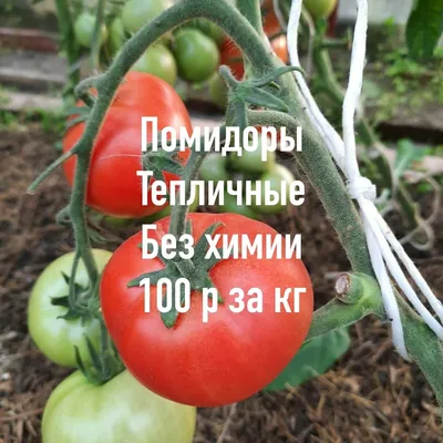 Купить семена Помидор Гроздевой F1 — от НПО Сады Росcии