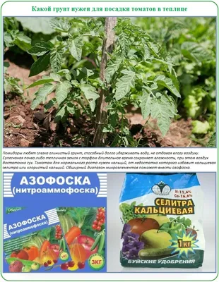 Домашние помидоры на подоконнике - практические рекомендации по выращиванию