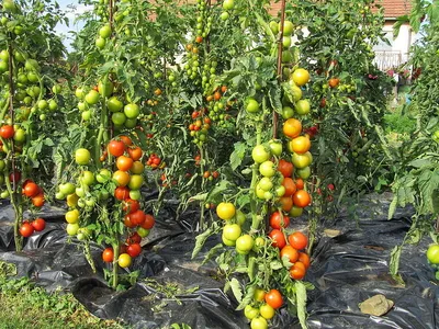 Как правильно пасынковать томаты: пошаговая инструкция в картинках