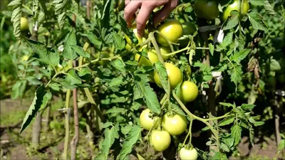 Ранние сорта томатов для открытого грунта – фото, описания и отзывы  дачников | На грядке (Огород.ru)