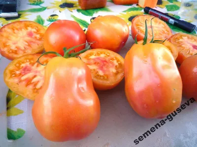 Схема пасынкования томатов - мои советы и отзывы о ней | Сайт о саде, даче  и комнатных растениях.