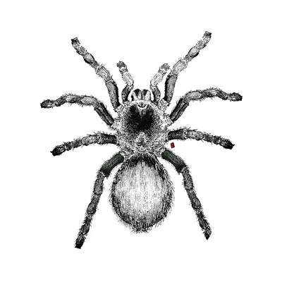 рисунок черно белое изображение паука с веб цветом PNG , рисунок паука,  цветной рисунок, черно белый рисунок PNG картинки и пнг рисунок для  бесплатной загрузки