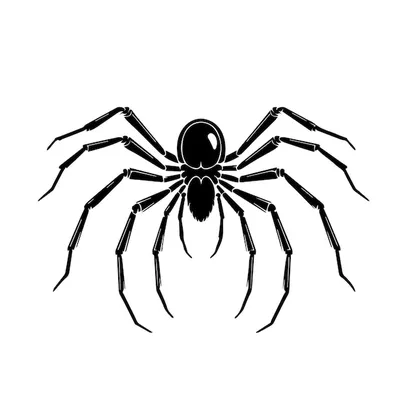 Вдова пауков Паутина Черно-белая, паук, фотография, монохромный, насекомые  png | PNGWing