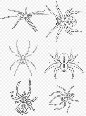 Ядовитый паук с крестом нарисованные от руки чернила на бумаге черно-белый  рисунок | Премиум Фото