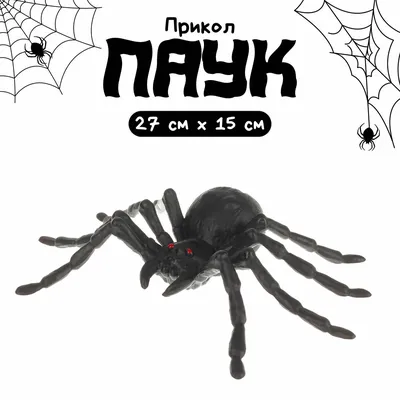 Паук Черно-белый, паук, монохромный, насекомые png | PNGEgg