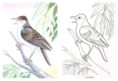 Иллюстрация 12 из 29 для Раскраска. Перелетные птицы | Лабиринт - книги.  Источник: Марина Епифанцева
