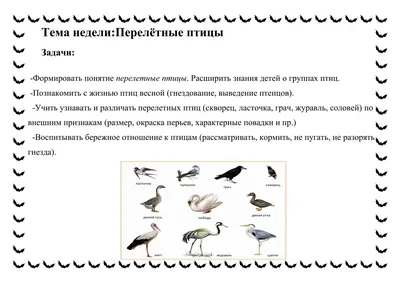 Тетрадь для общения и развития детей \"Перелетные птицы\" СФ-Т-37 в  Москве|CLEVER-TOY.RU