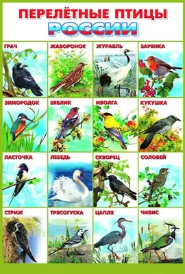 птицы россии книги - Поиск в Google | Птицы, Зоология, Природоведение