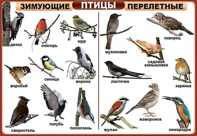 Демонстрационный плакат \"Перелетные птицы России\", (55 х 77 см)