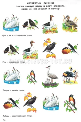 Демонстрационный материал Перелетные птицы (С-765) Радуга — купить в  интернет-магазине www.SmartyToys.ru