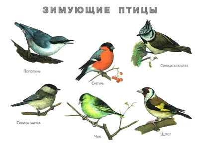 Перелетные птицы России