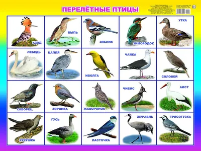 Перелетные и зимующие птицы Москвы - Агентство городских новостей «Москва»  - информационное агентство