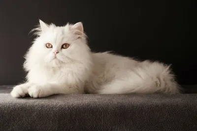 Персидская кошка: фото, характер, описание породы