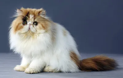 Персидская кошка: что стоит знать об этой породе? — Anifood