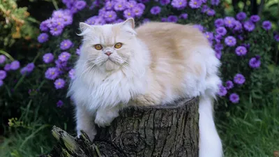 Персидская кошка | Кошки вики | Fandom