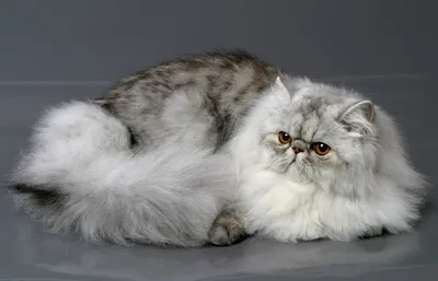 Персидская кошка: новости, домашние животные