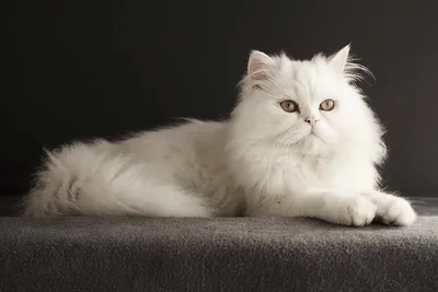 Персидская кошка: символ уюта и красоты» — создано в Шедевруме