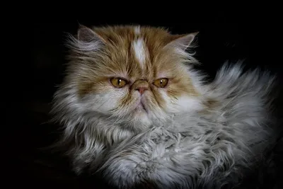Персидская кошка - «Пушистое облако счастья или мохнатое чудовище? Ласковая  и нежная кошечка или гордая своенравная королева? Всё это про одну и ту же персидскую  кошку. Характер, уход, взаимоотношения со вторым котом» |