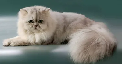 красивая персидская кошка . иллюстрация с помощью Иллюстрация штока -  иллюстрации насчитывающей волосы, отечественно: 272238103