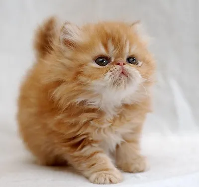 Персидская кошка (фото): животное артистической богемы Смотри больше  http://kot-pes.com/persidskaya-koshka-f… | Teacup persian cats, Baby cats,  Kittens cutest baby