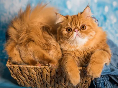 Персидская порода кошек, ее описание, внешний вид. Плюсы и минусы персов,  особенности ухода.