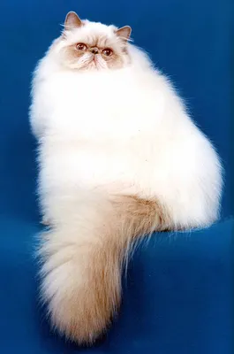 Белая персидская кошка сидит перед иллюстрацией ai на белом фоне | Премиум  Фото