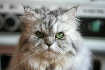 Персидская кошка в сиреневой кофте. Stock Photo | Adobe Stock