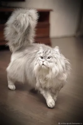 Бесплатное изображение: Персидская кошка, животное, котенок, серая кошка,  милый, мех, портрет, кошачья, кошечка, усы