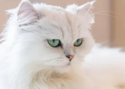 Пазл персидская рыжая кошка - разгадать онлайн из раздела \"Животные\"  бесплатно