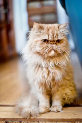 🐈Её величество Персидская кошка: красота, характер, интеллект | Нос,  хвост, лапы | Дзен