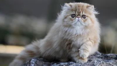 Персидская кошка - Гиперреализм (Фотореализм)