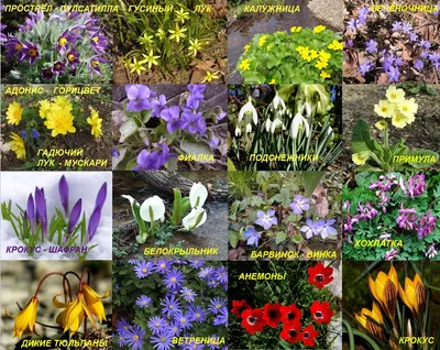 Какие цветы цветут весной: названия и фото | Блог Семицветик