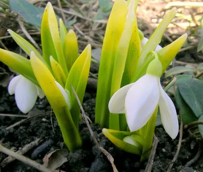 Первые цветы весны в Грузии! - Kavkasia , Грузия | Facebook